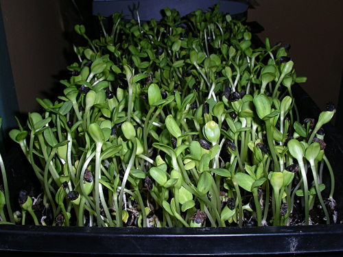 Graines de tournesol en écaille crues